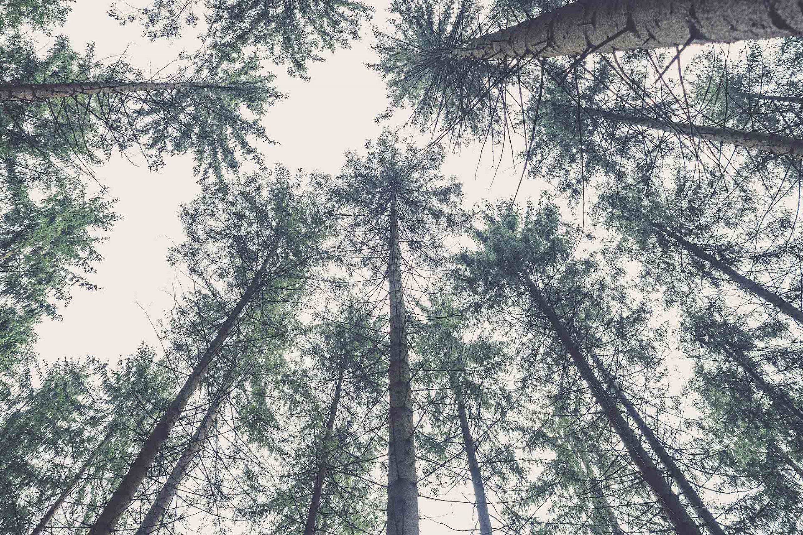 Oslávte Medzinárodný deň stromov s topánkami od BOSP